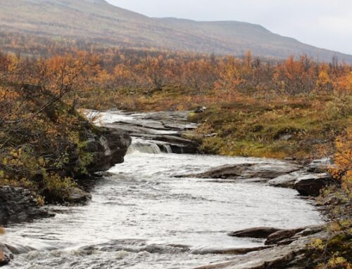 125 år med skog, kunnskap og glede – bli med på rebusløp med Finnmark Skogselskap!